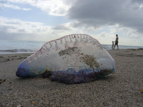 Costa Rica Jellyfish